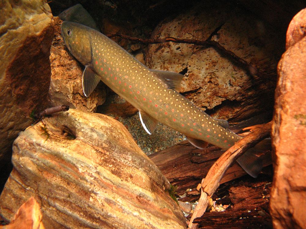 Migratory bull trout found in Lolo National Forest, Montana, July 29, 2008. (Forest Service photo by Aubree Benson).…