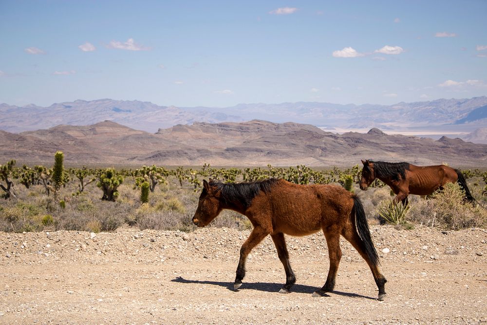 Deteriorating Health of Wild Horse Herd Near Las Vegas Prompts Emergency Gather by USDA Forest Service and Bureau of Land…
