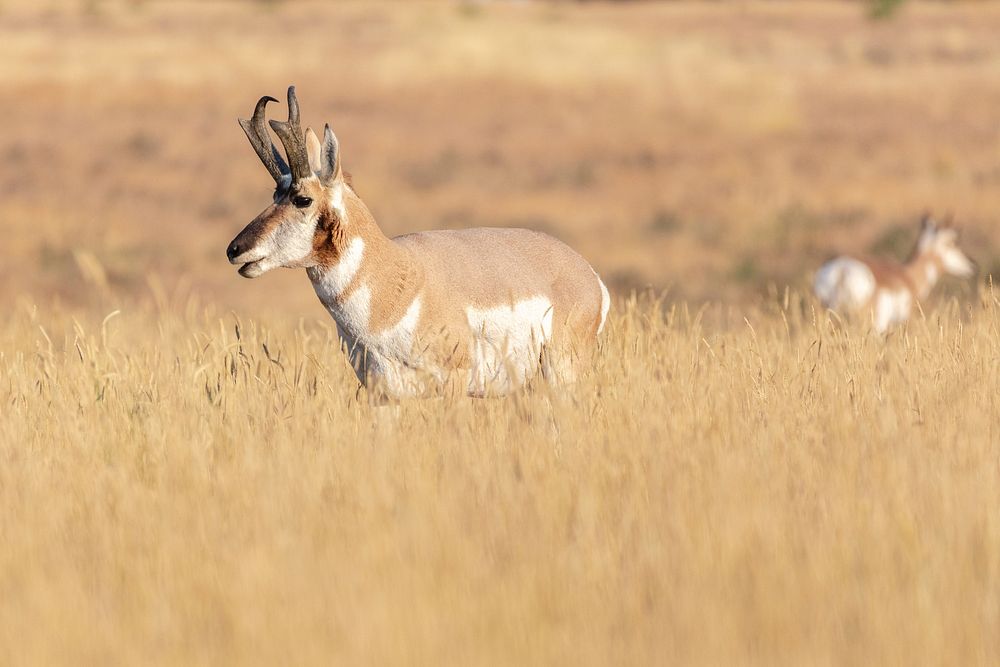 Pronghorn buck near Roosevelt Arch by Jacob W. Frank. Original public domain image from Flickr