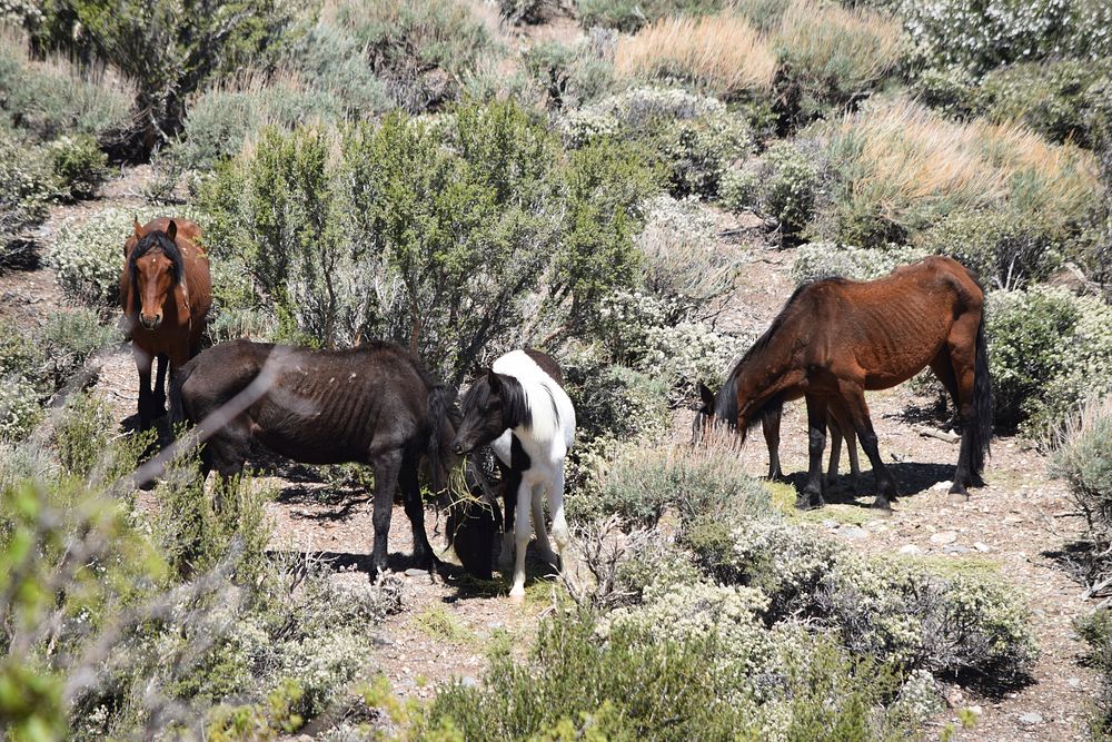 Gathering wild horses on National Forest System lands in the Cold Creek Area. (Forest Service photo by E. Wade Meuhlhof).…