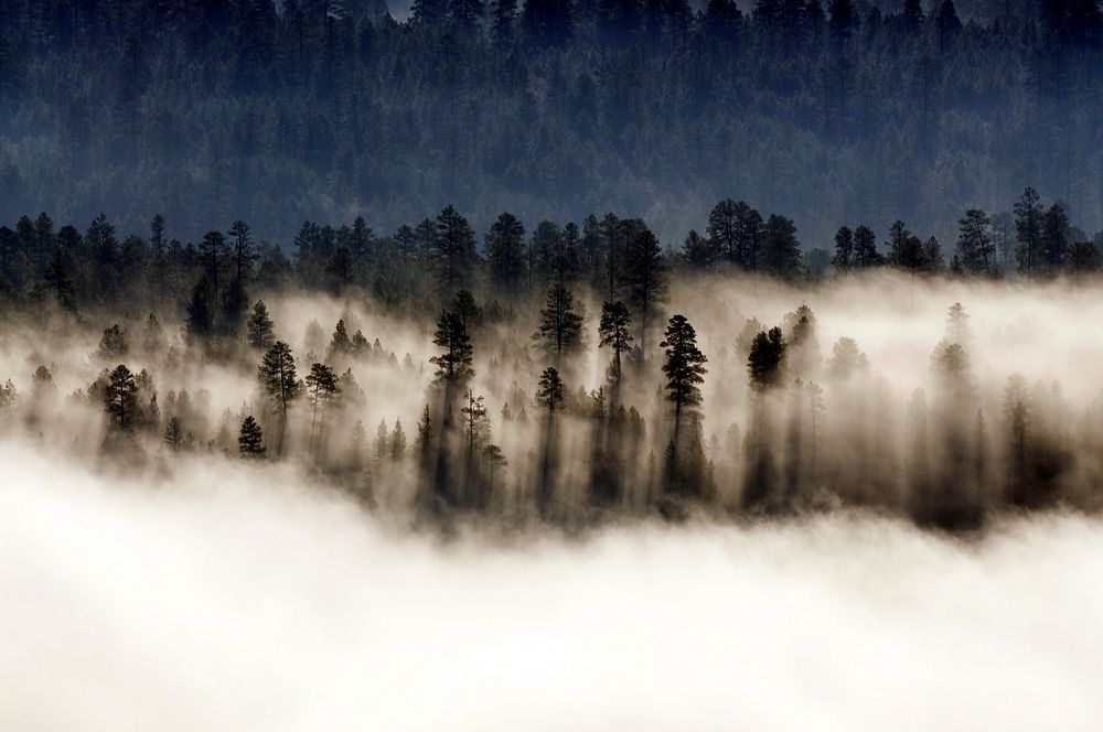 Beautiful morning shot of trees casting shadows on the mist as the morning sun rises near East Clear Creek, Coconino…