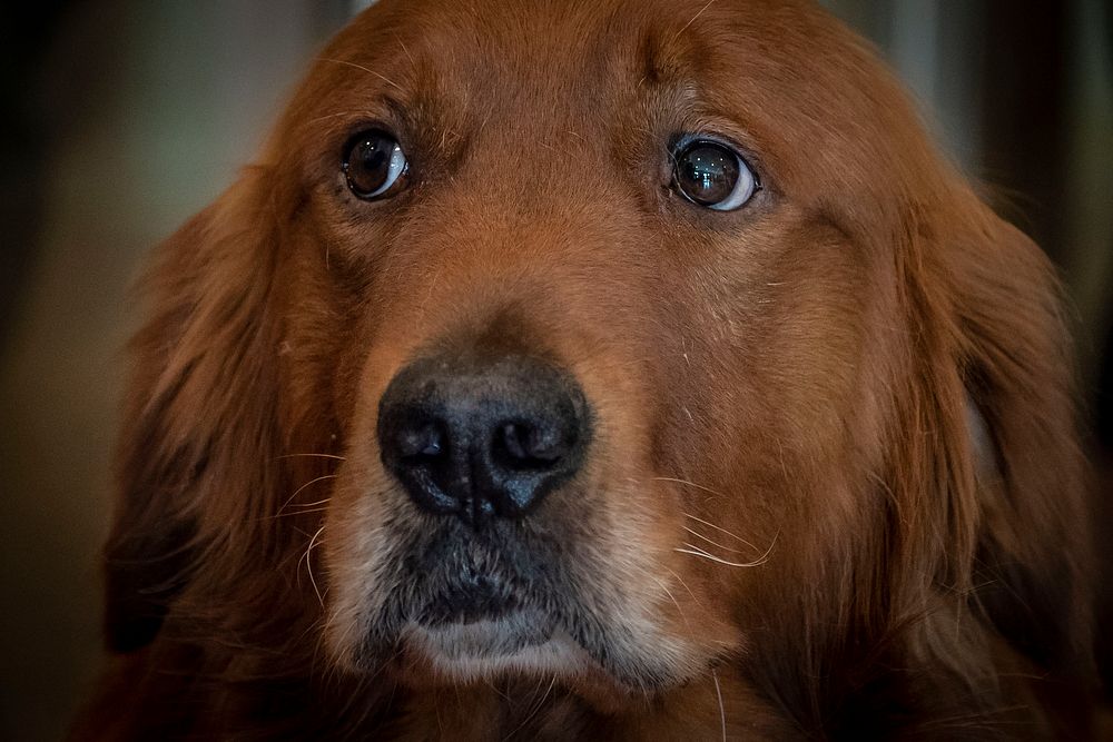 Close up golden retriever dog face. Original public domain image from Flickr