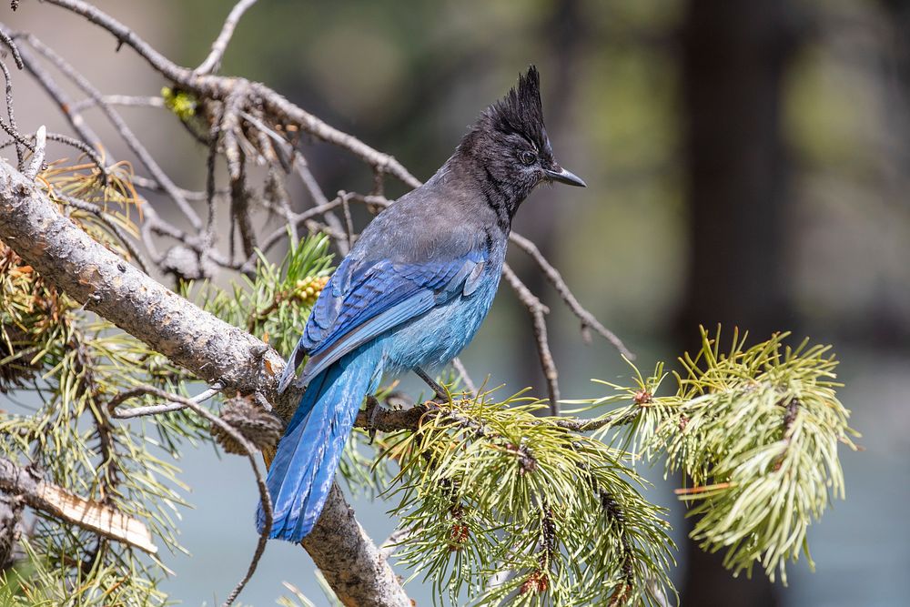 Blue bird perched in a tree. Original public domain image from Flickr
