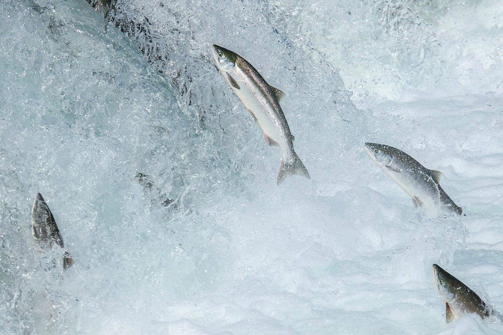 Red salmon when returning from the ocean are sometimes referred to as bluebacks before they become red and their heads turn…