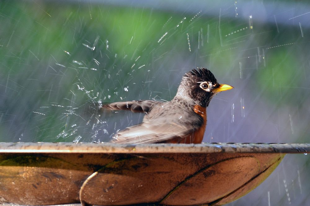 American RobinAn American robin splashes in a bird bath.Photo by Courtney Celley/USFWS. Original public domain image from…