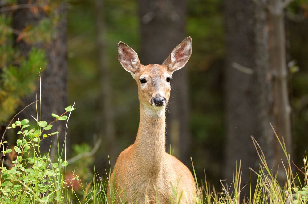White-tailed deer near West Glacier. Original public domain image from Flickr