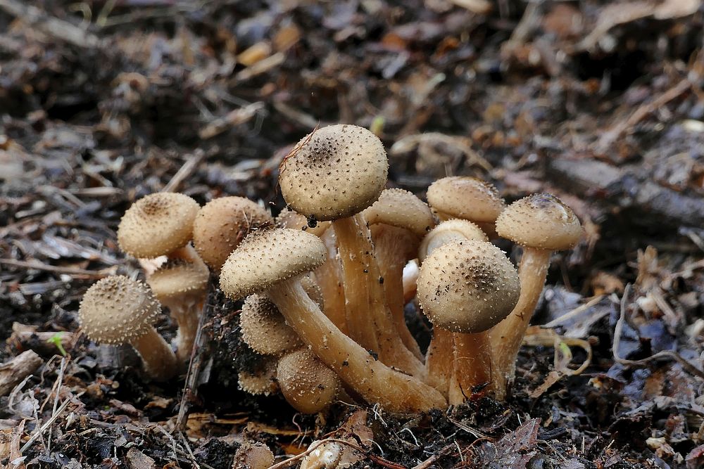 Pholiota squarrosa, commonly known as the shaggy scalycap, the shaggy Pholiota, or the scaly Pholiota, is a species of…