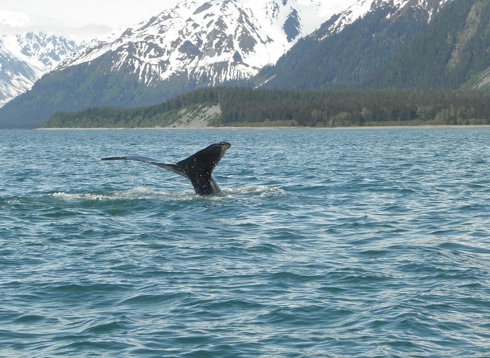 Humpback fluke near Russell Fiord, Yakutat Ranger District, Tongass National Forest, Alaska. (Forest Service photo by Wendy…