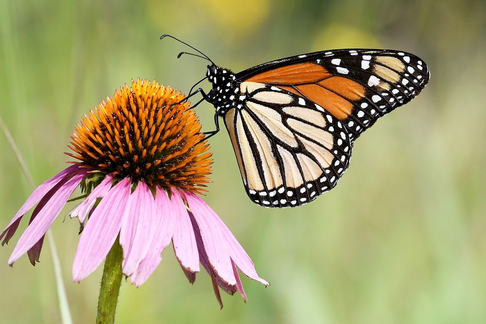 Monarch butterfly on purple coneflower.. Original public domain image from Flickr