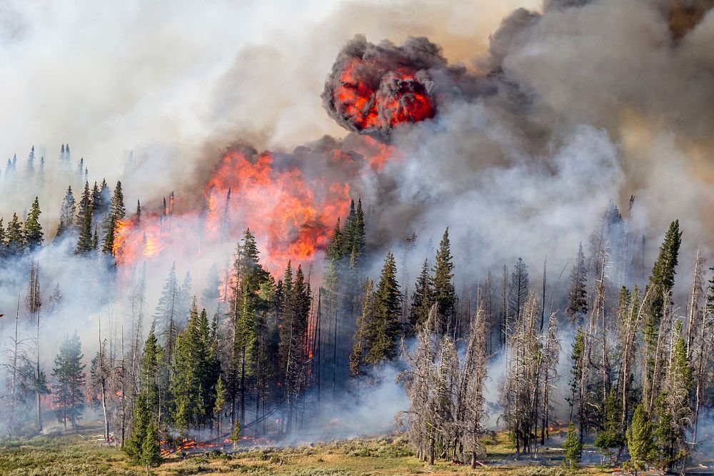 Lava Mountain Fire, Shoshone National Forest, Wyoming, July 2016, Martin IMT. (Forest Service photo by Kristen Honig).…