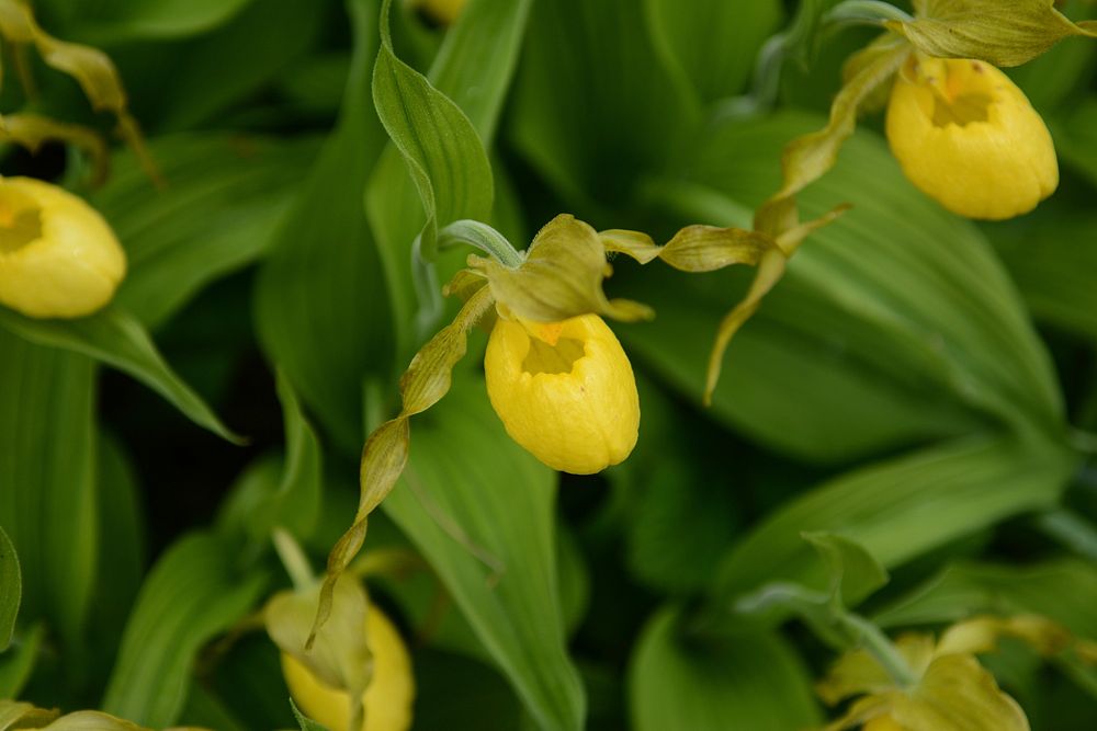 Yellow lady slipper, spring 2018 Chalice Keith.