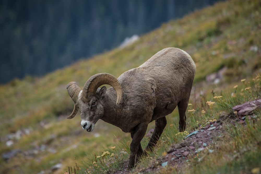 bighorn sheep (Ovis canadensis). Original public domain image from Flickr