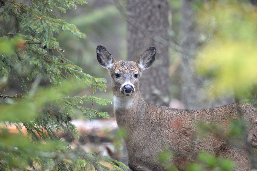 White-tailed deer doe. Original public domain image from Flickr