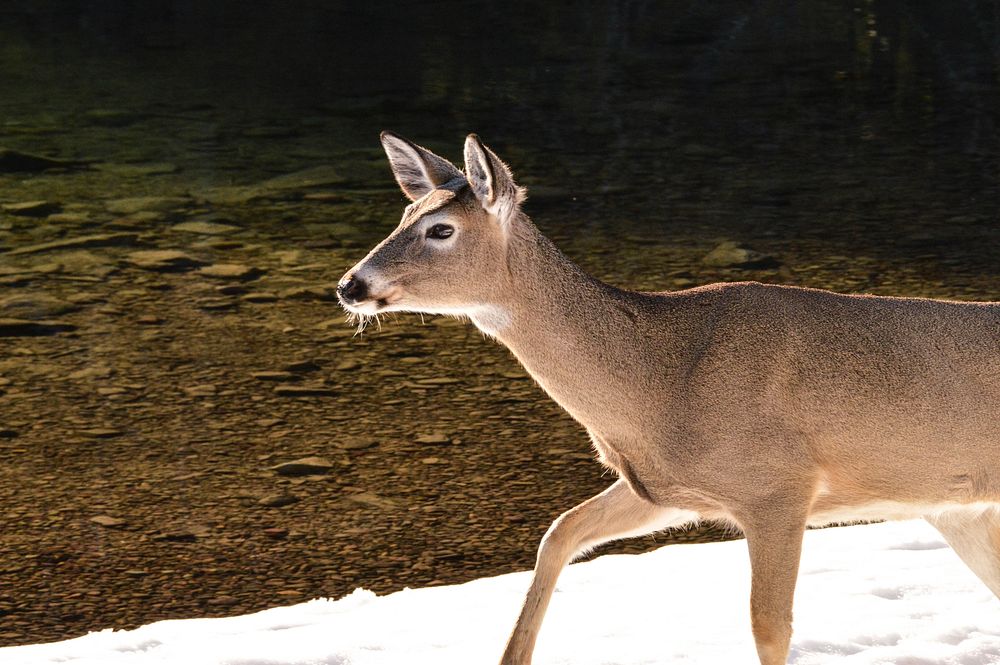Whitetail Deer near McDonald Creek. Original public domain image from Flickr