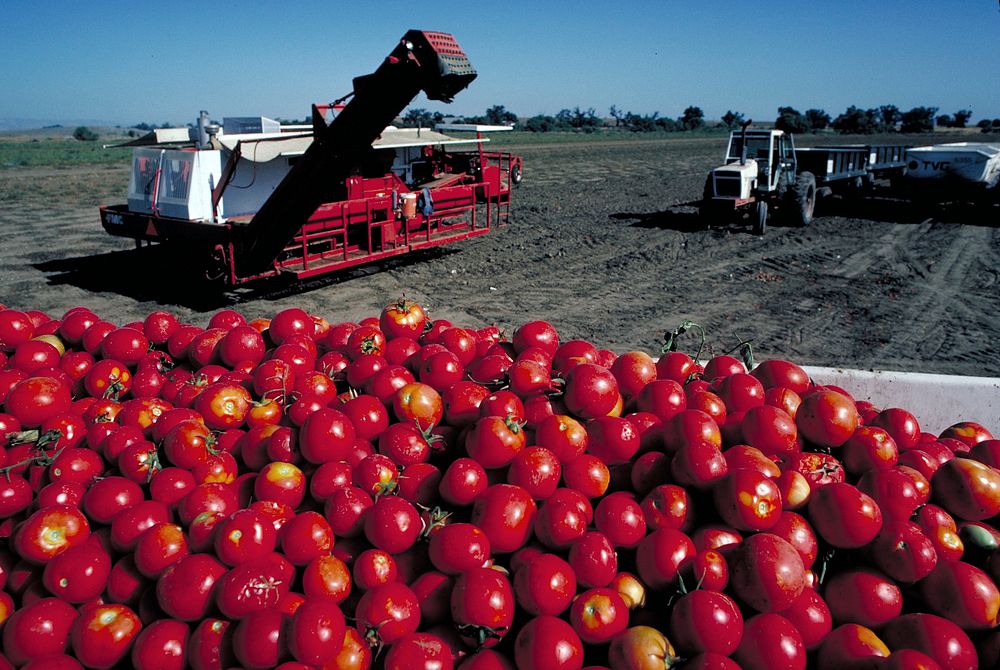 tomato harvesting. Original public domain image from Flickr