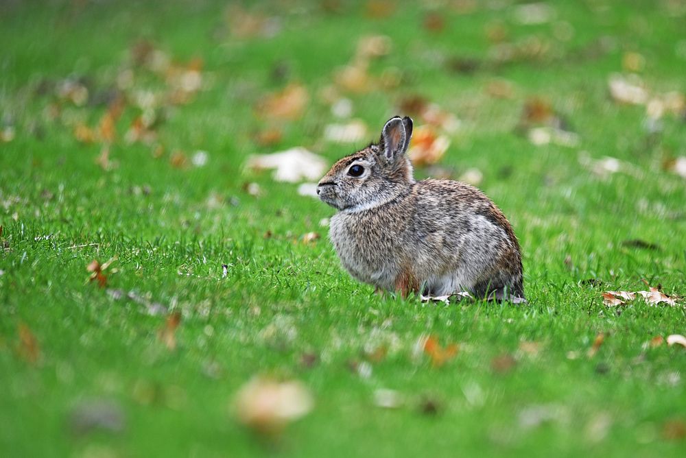 Eastern cottontailAn eastern cottontail on a lawn.Photo by Courtney Celley/USFWS. Original public domain image from Flickr