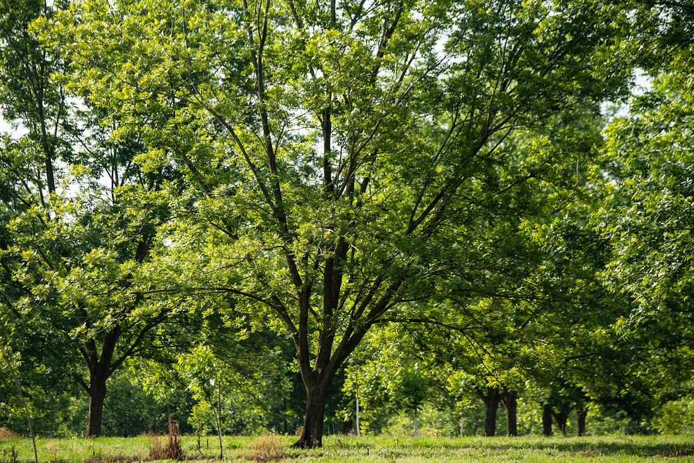 Two-year-old pecan trees are dwarfed by mature pecan trees at Mason Pecan orchards, in Fort Valley GA, on May 8, 2019.