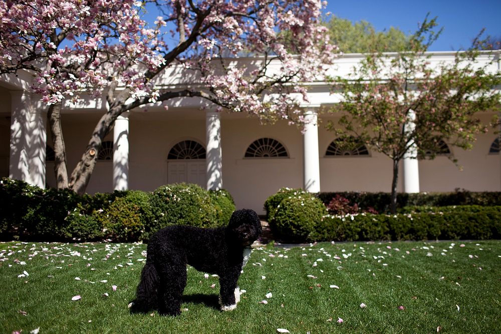 Bo, the Obama family dog, stands in the Rose Garden of the White House, March 31, 2010.