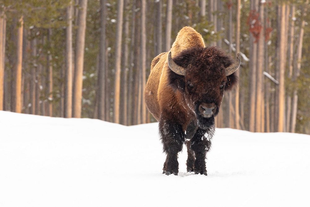 A bull bison stands in the road near Madison Junction by Jacob W. Frank. Original public domain image from Flickr