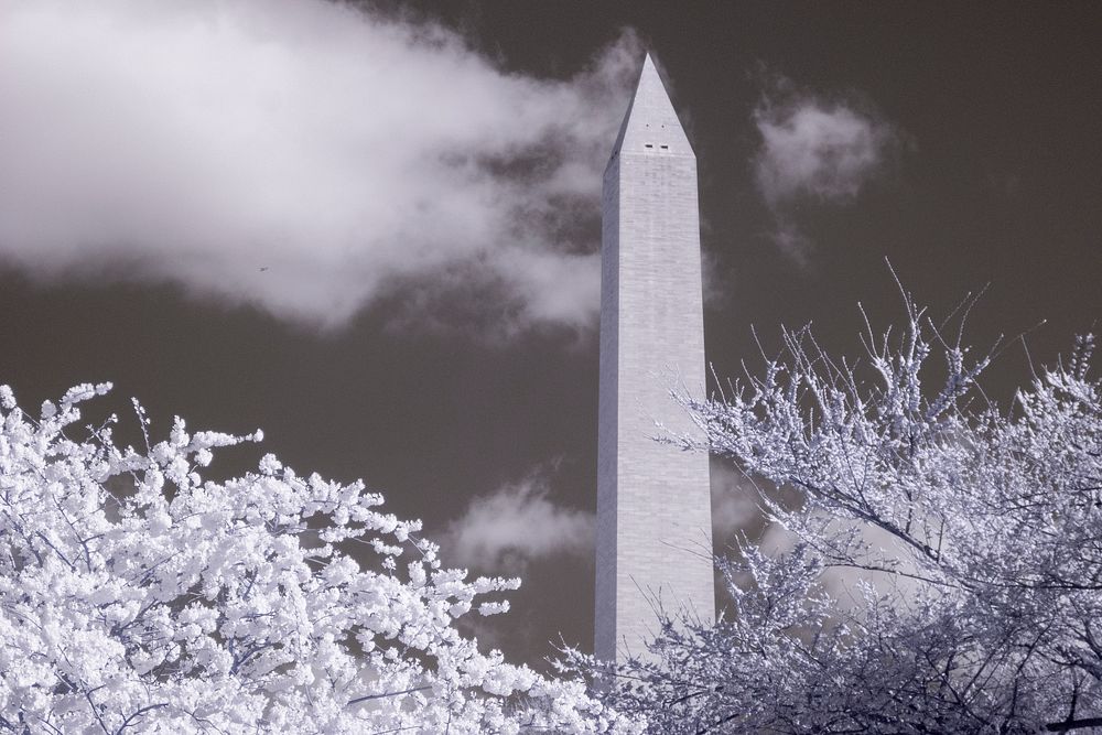 Infared photo of Cherry blossoms near the Tidal Basin, the U.S. Department of Agriculture (USDA) Whitten Building, and…
