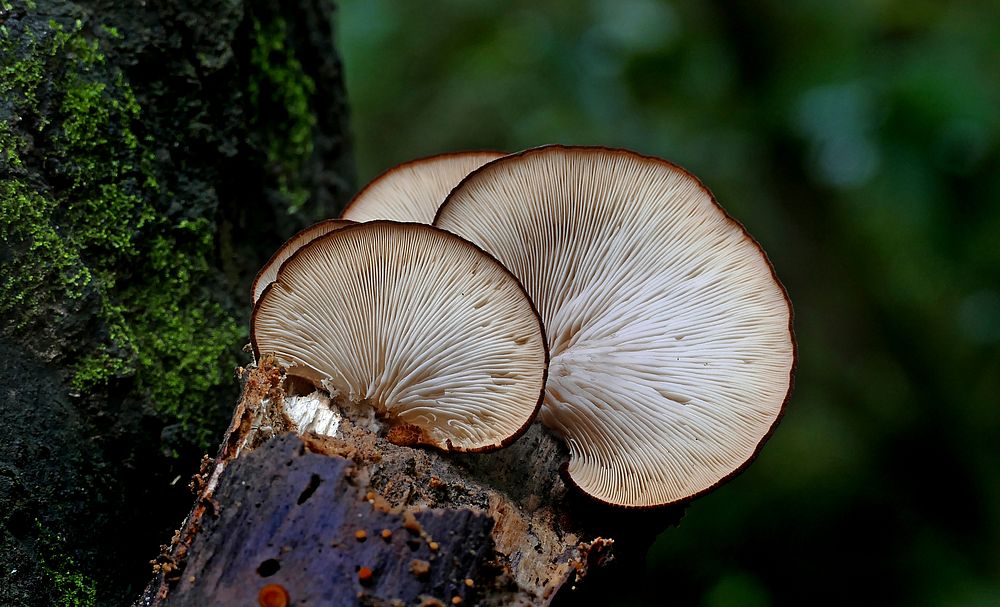 Crepidotus is a genus of fungi in the family Crepidotaceae. Species of Crepidotus all have small, convex to fan-shaped…