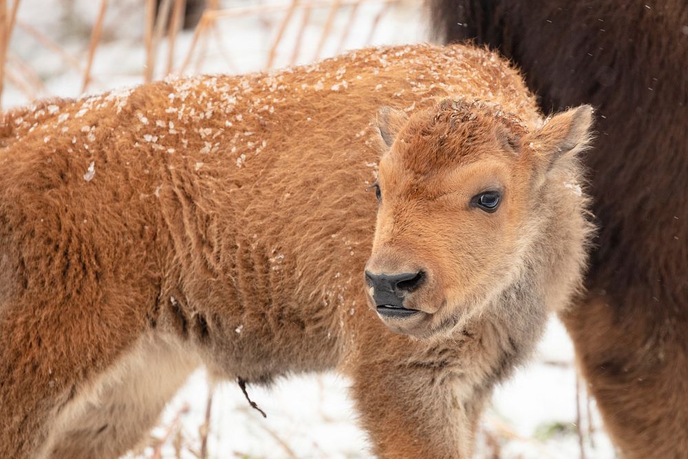 First bison calf sighting in 2019, near Gardner River by Jacob W. Frank. Original public domain image from Flickr