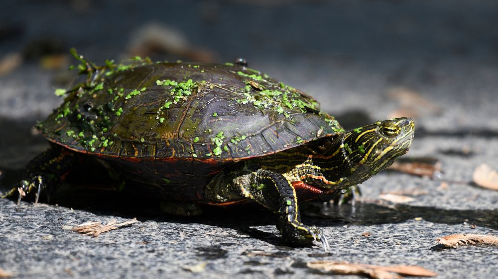 Midland Painted TurtlePhoto by Grayson Smith/USFWS. Original public domain image from Flickr