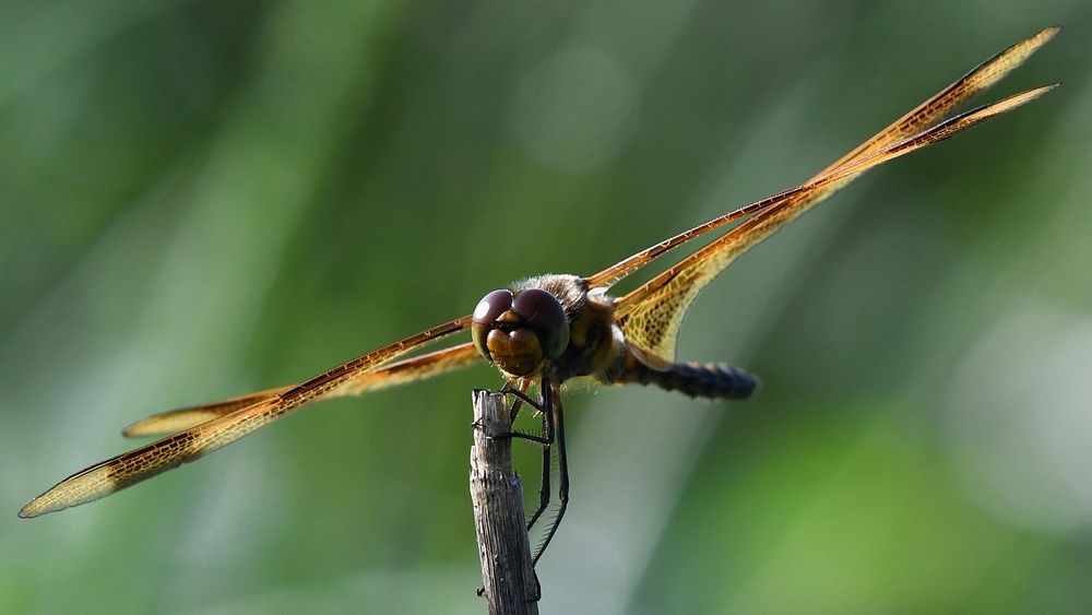 Halloween Pennant DragonflyPhoto by Grayson Smith/USFWS. Original public domain image from Flickr