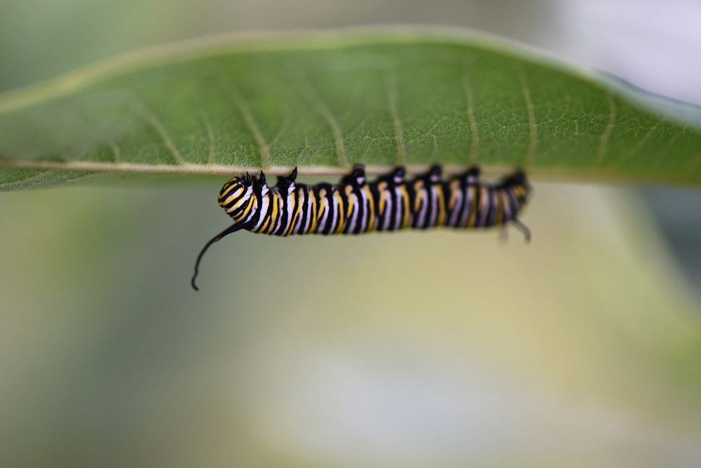 Monarch Caterpillar on Common MilkweedA large monarch caterpillar rests on a common milkweed leaf.Photo by Courtney…