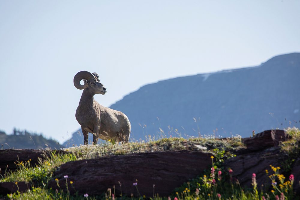 Bighorn Sheep (Ovis canadensis). Original public domain image from Flickr