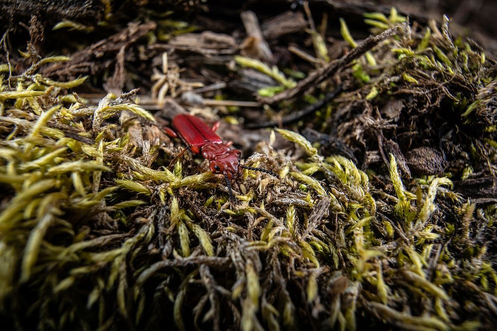 Red Beetle. Original public domain image from Flickr
