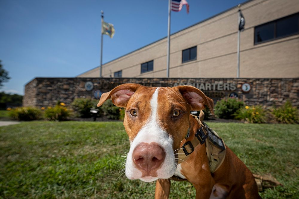 Therapy dog Ace sits for a portrait in front of the New Jersey National Guard’s Joint Force Headquarters on Joint Base…