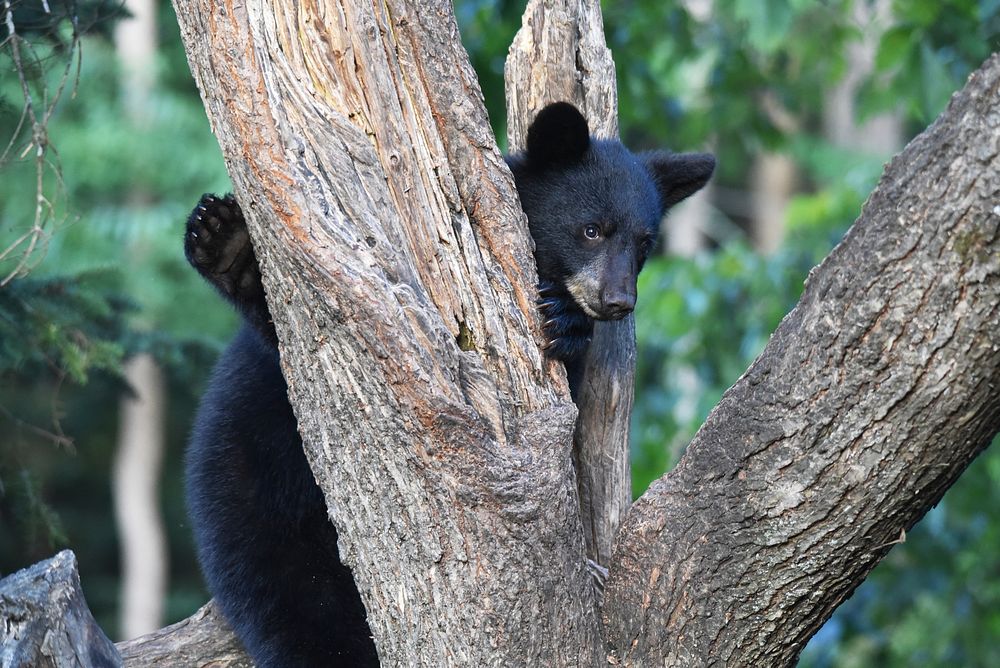 Black Bear CubWe spotted this black bear cub climbing up a tree in northern Minnesota.Photo by Courtney Celley/USFWS.…