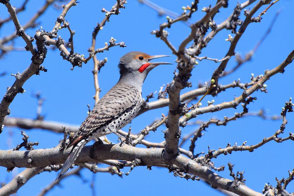Northern flickerGray bird with black spots and a bright red mustache singing from a tree branch Credit NPS/Andy Bridges.…