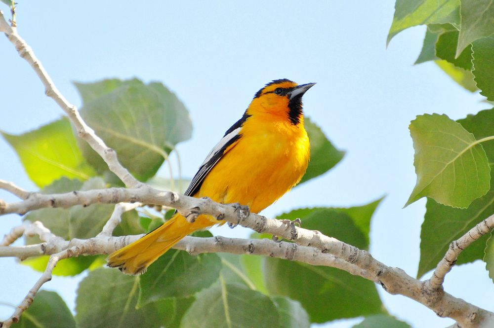 Bullock's OrioleBright yellow-orange bird with black and white wings berched on a leafy branch Credit NPS/Andy Bridges.…
