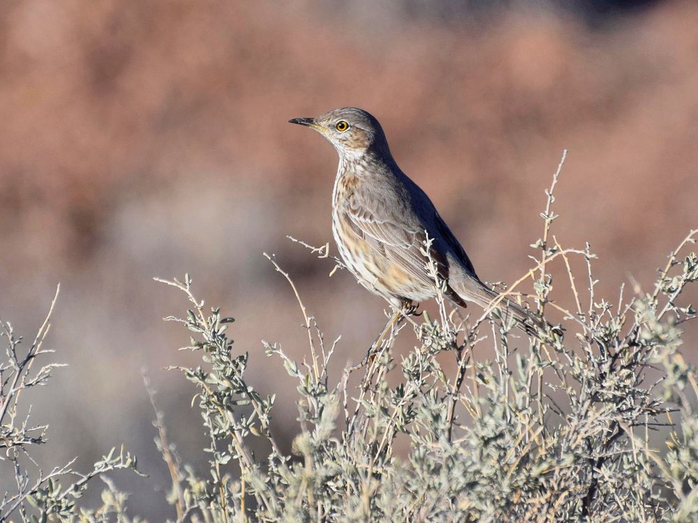 Sage thrushBrown bird with a yellow eye, perched atop a shrub Credit NPS/Andy Bridges. Original public domain image from…