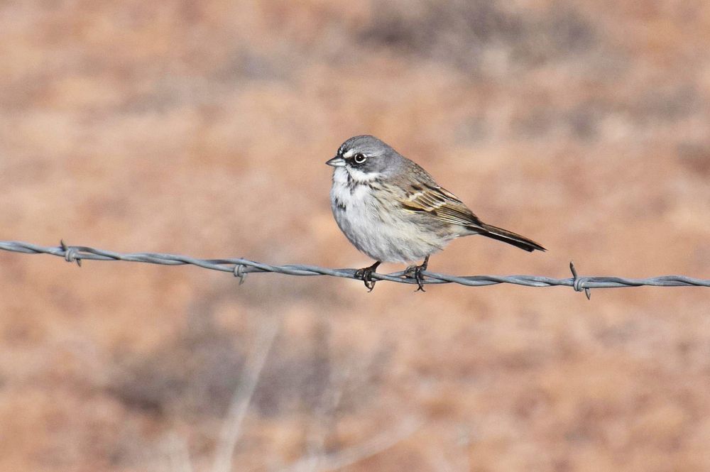 Sagebrush sparrowSmall white, gray, brown, and black sparrow perched on barbed wire Credit NPS/Andy Bridges. Original public…