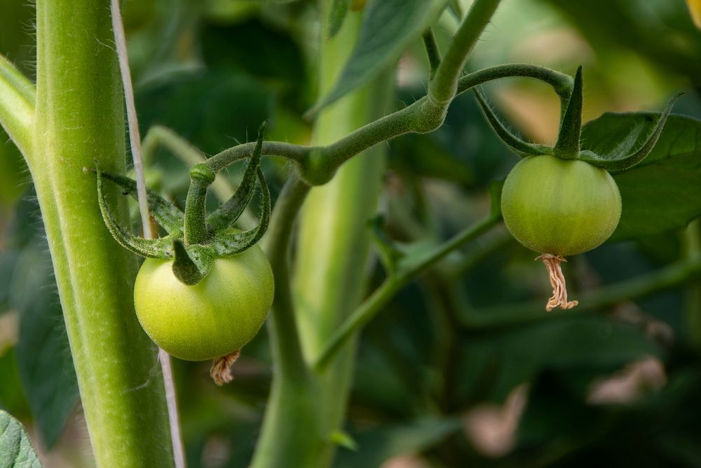 By growing organic tomatoes in a high tunnel funded by the NRCS, Harlequin Produce crops will ripen earlier allowing for…