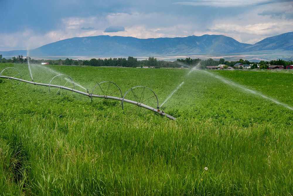 The Flikkema farm sits on approximately 600 acres of land in the Amsterdam/Churchill area near Bozeman. Photo taken June 14…