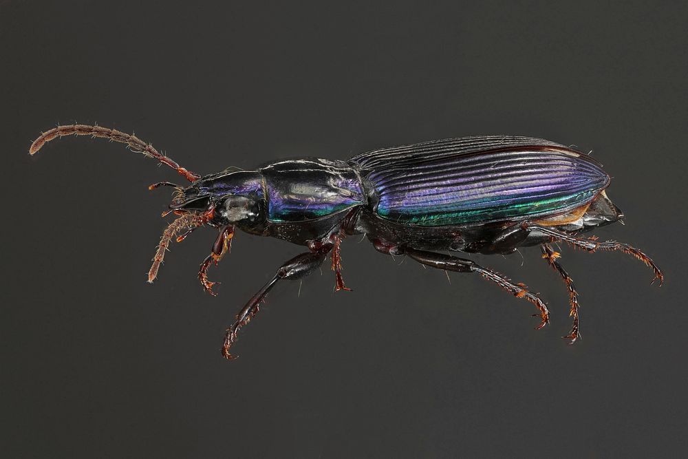 Woodland Ground Beetle - Poecilus scitulusPhoto by Erik Oberg. Original public domain image from Flickr