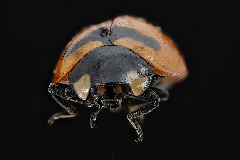 Transcerse ladybug - Coccinella transversoguttataPhoto by Alex Zaideman. Original public domain image from Flickr