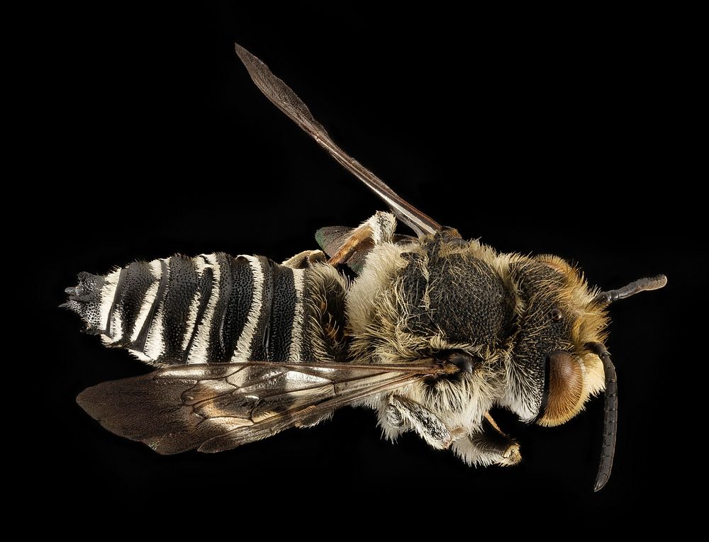 Coelioxys rufitarsis, M, Back, NY, Franklin County_2014-09-11-14.38.28 ZS PMaxAnother Coelioxys nest parasite bee from the…