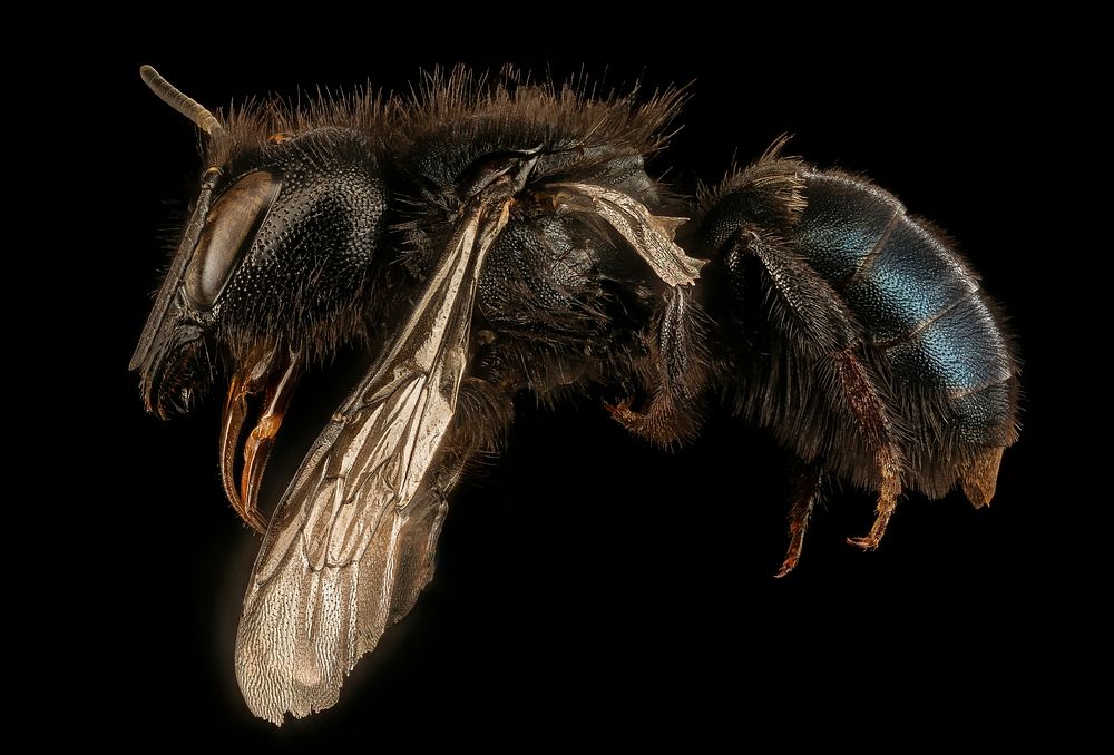 Osmia montana, left, f, Mariposa CA_2017-07-27-19.25Osmia montana, the Montana Mason Bee, is an unusual bee that dwells in…