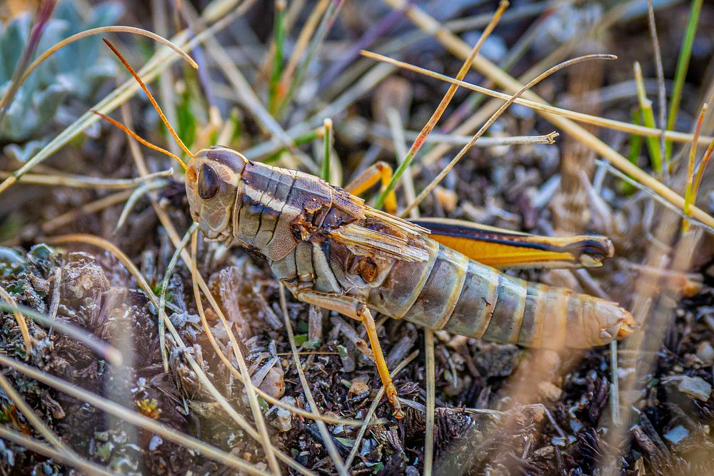 Grasshoppers in the Whitetall Mountains in the Butte Ranger District of Beaverhead-Deerlodge National Forest Montana…