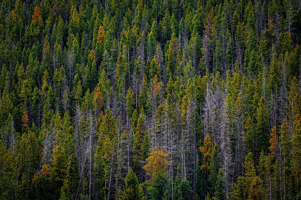 Killing millions of trees, a mountain pine beetle outbreak began spreading across the Beaverdam Camp Ground, Butte Ranger…