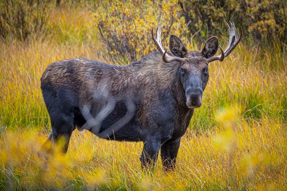 A bull moose is seen near the Twin Lakes Campground on Wisdom Ranger District of Beaverhead-Deerlodge National Forest…
