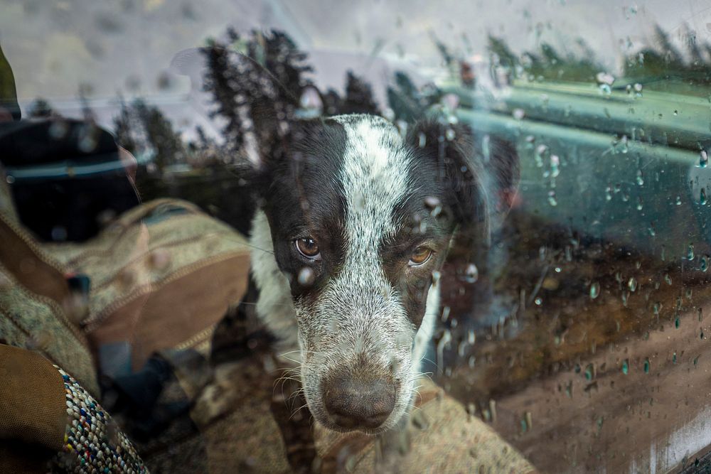 A logger's puppy sits in the car as he performs roadside hazard tree reduction on the roads leading to the Twin Lakes…