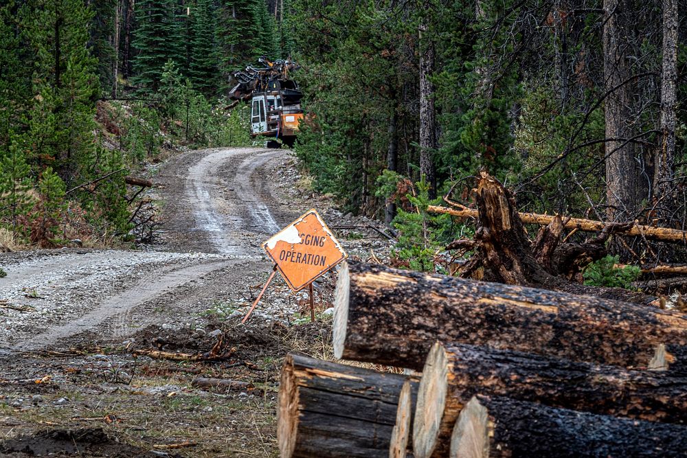 Contractors perform roadside hazard tree reduction on the roads leading as part of the U.S. Forest Service timber sales…