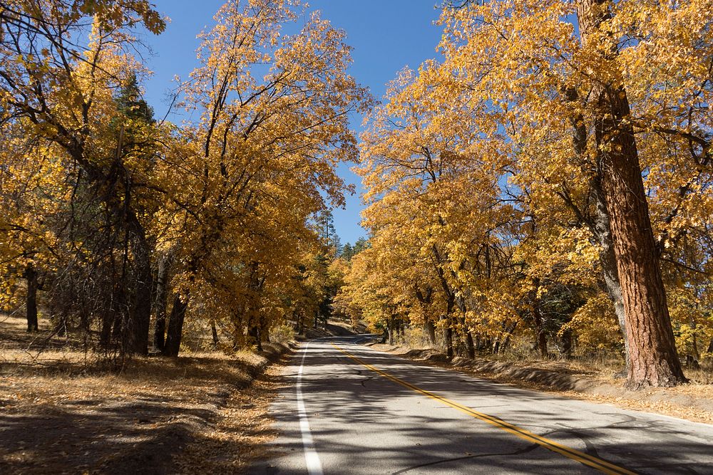 Jenks Lake RoadBlack oaks on Jenks Lake Road put on a fall-color show.Forest Service photo by Tania C. Parra. Original…