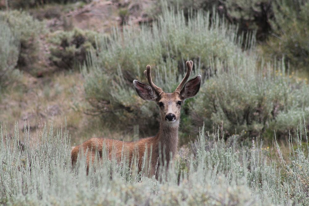 20170720-FS-Dixie-KLM-2 point mule deer on Mount Dutton_Image 111Small two point buck caught in the open on Mount Dutton.…